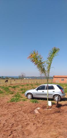 Terreno p/rancho km 11 Pereira barreto APENAS 15.000 - Foto 2