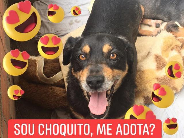Doando Cacau e Choquito - Foto 4