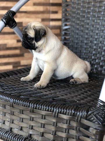 Linda Pug fêmea - Foto 4