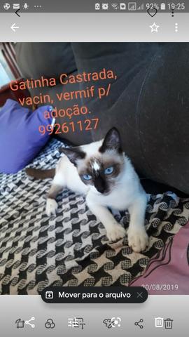 Gatinha CASTRADA, linda e dócil para adoção responsável
