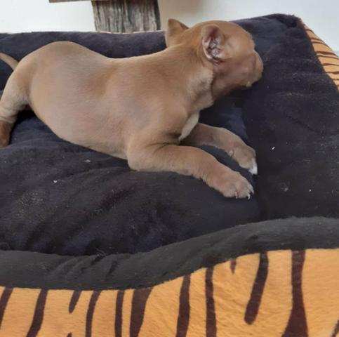 Pitbull rede nose