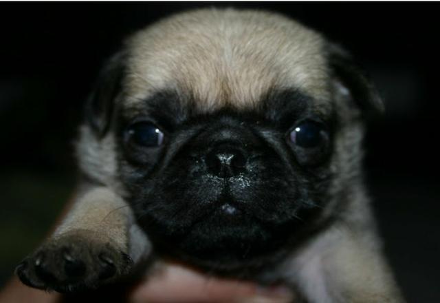 Filhotes de Pug - Foto 5