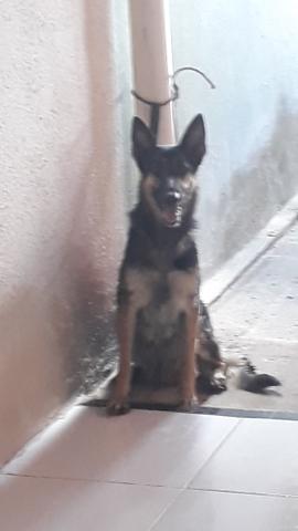 Filhote de pastor alemão - Foto 4