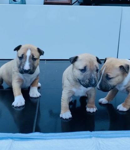 Bull Terrier Inglês pirata/fulvo/tricolor/white e black brindle, machos e fêmeas!
