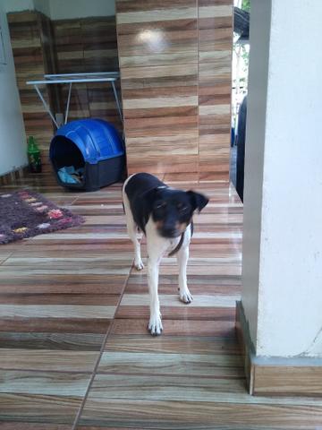 Filhote de Fox Paulistinha - Foto 2