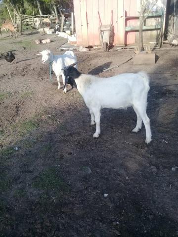 Vendo reprodutor raça boer - Foto 2