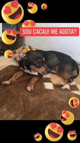 Doando Cacau e Choquito - Foto 2