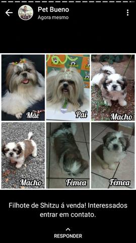 Filhote macho e fêmea