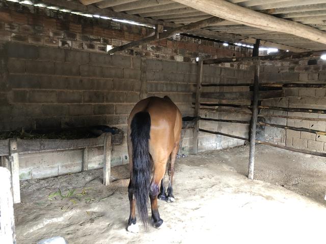 Cavalo baxeiro muito andando tenho vídeo - Foto 2