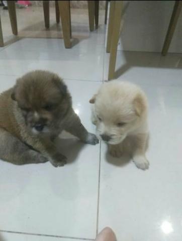 Venda de cachorro Chow-Chow - Foto 4