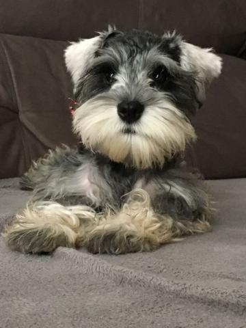 Schnauzer mini