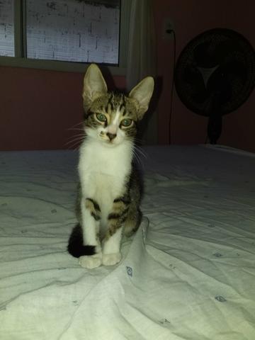 Gatinho para adoção 3 meses