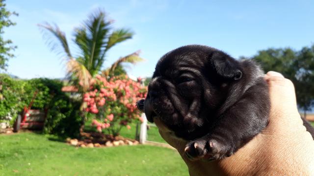Bulldog Frances parcelamos em até 12x 198 - Foto 2