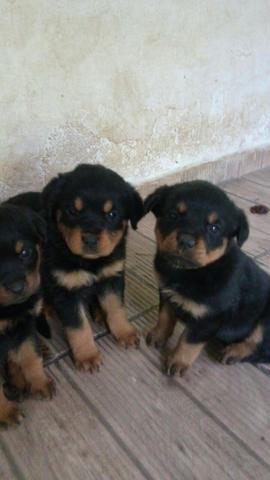 Rottweiler o único e verdadeiro cabeça de touro legitimo! (11) 3862-3206 whats - Foto 2