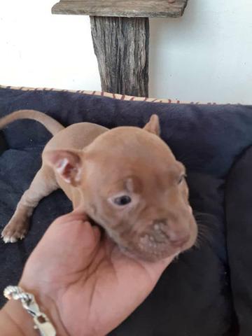 Pitbull rede nose - Foto 2