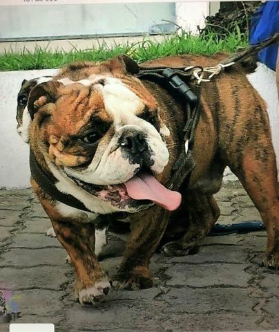 Filhotes de bulldog inglês - Foto 5