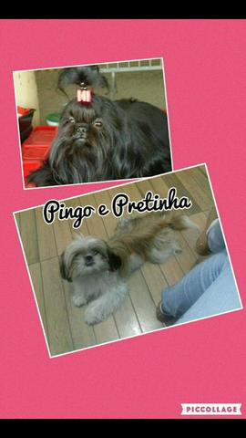 Vendo Shitzu Femia - Foto 5