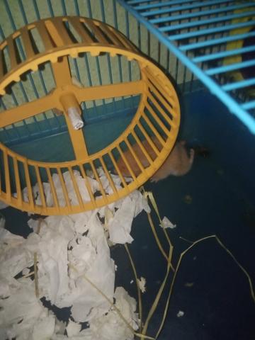 Doação de hamster