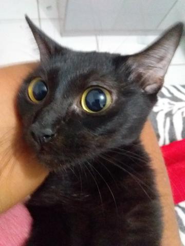 Animais para adoção