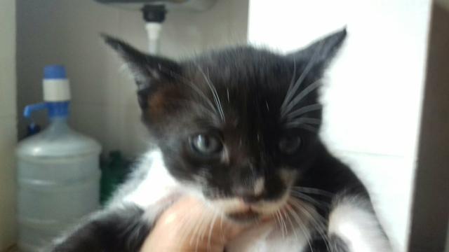 Doacao de gatos mestiços de olhos azuis - Foto 2