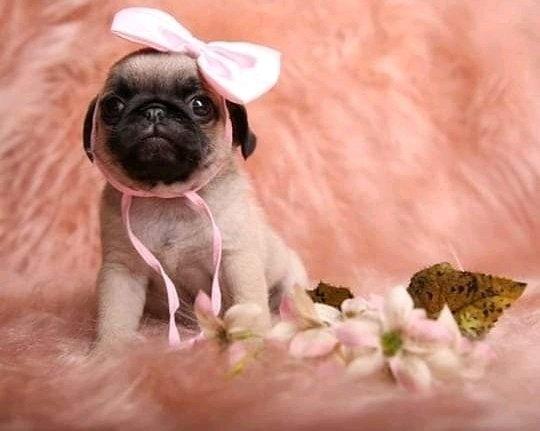 Pug Caruaru