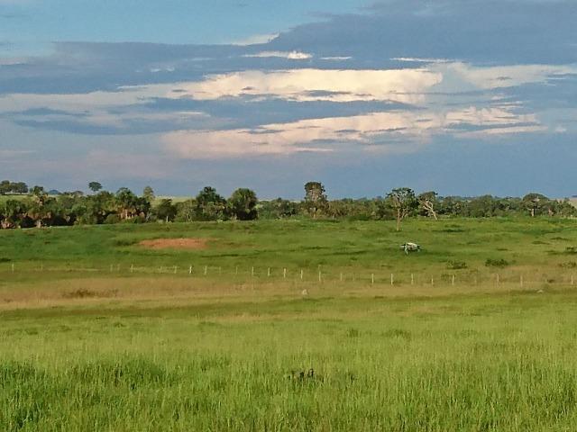 Fazenda Agrícola em Palminopolis-GO. 50 Alq. c/ 30 em Lavoura - Foto 6