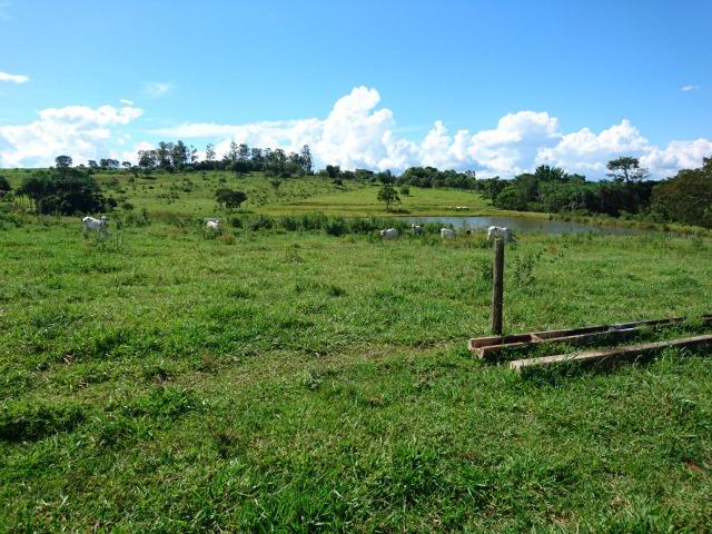 Fazenda 70 Alqueires em Cristianópolis-GO (Lavoura e Gado) - Foto 2