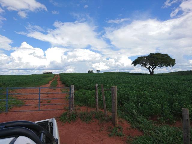 Fazenda 70 Alqueires em Cristianópolis-GO (Lavoura e Gado) - Foto 4