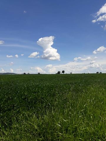 Fazenda Agrícola em Palminopolis-GO. 50 Alq. c/ 30 em Lavoura - Foto 2