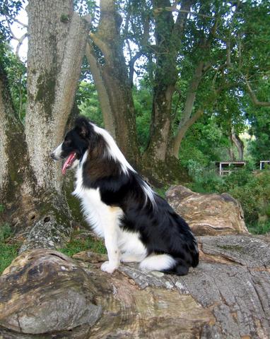 Border Collies lindos filhotes com registro - Foto 4