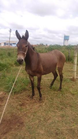 Vendo ou troco mula xucra - Foto 2