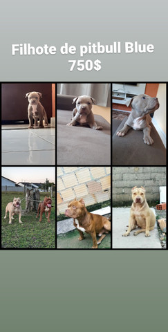 Pitbull - Foto 6