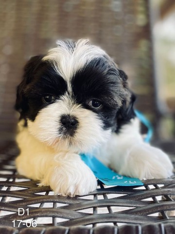 Shihtzu menores do mundo  - Foto 4