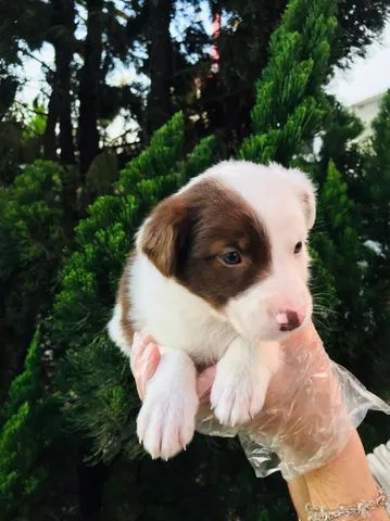 Border Amigo: Border Collie, mais que uma raça uma paixão!!!