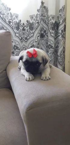 Filhotes de Pug  - Foto 4