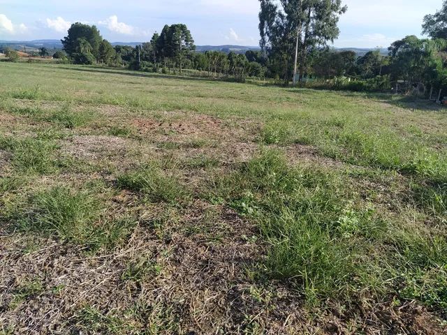 Ária de planta  - Foto 3
