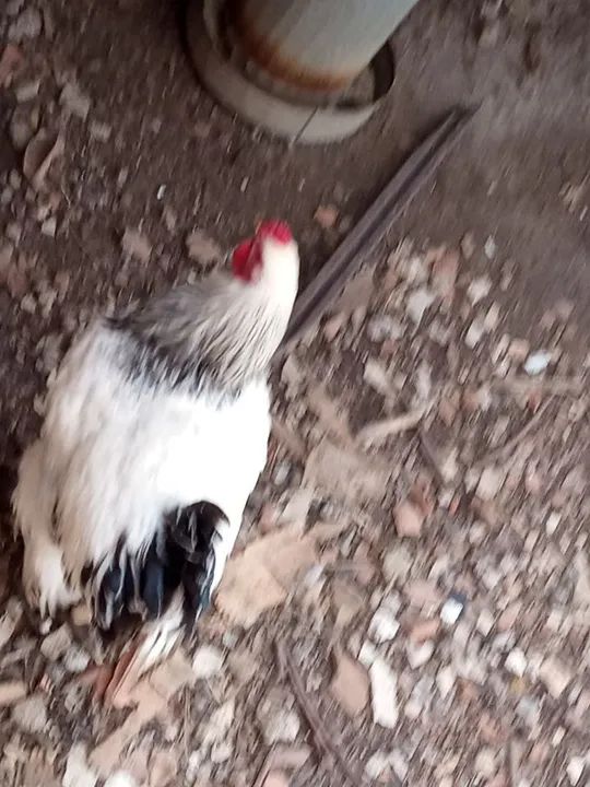 Galo Branco e Preto - Foto 2