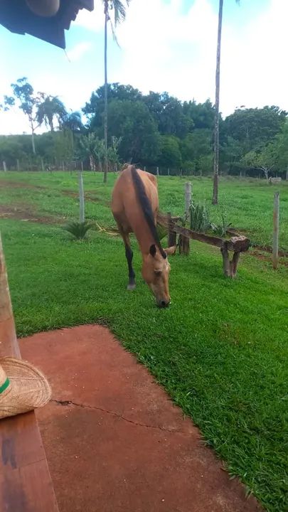 Vendo Egua meio sangue quarto de milha