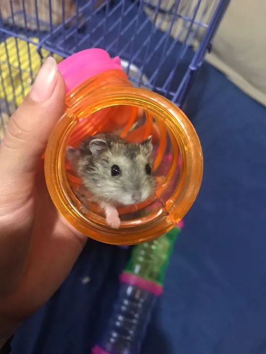Hamster anão  - Foto 2