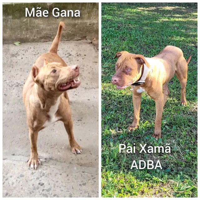 Pitbull store terrier olx