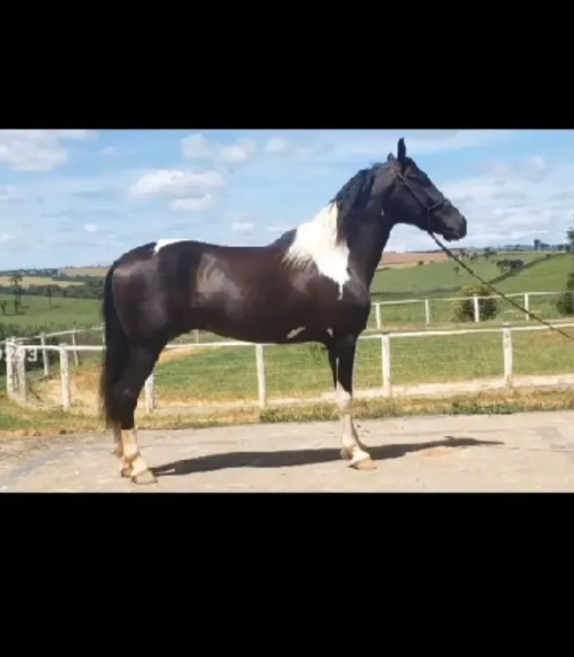 Cavalo Mangalarga Registrado