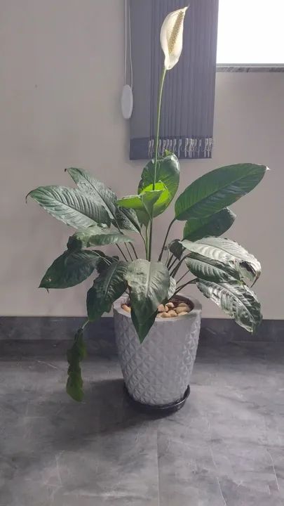 Planta Spathiphyllumi ou lírio-da-paz - Foto 3
