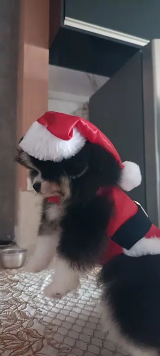 Filhote de Spitz Alemão - Foto 5