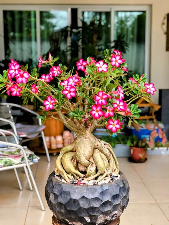 Adenium Obesum Matriz - Rosa do Deserto - Bonsai de 18 anos