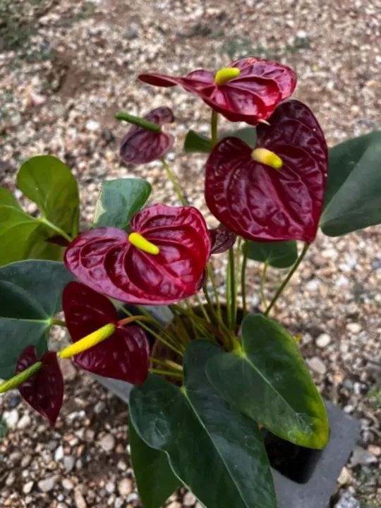 Kokedama plantas - Foto 6