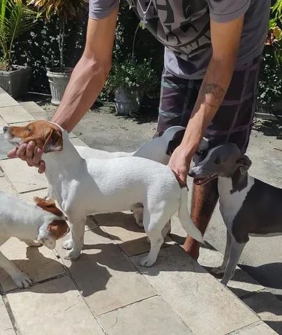 JACK RUSSEL TERRIER  - Foto 5
