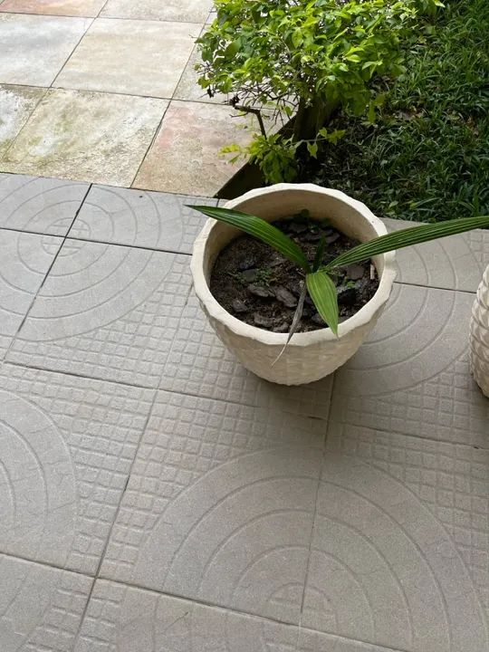 Quatro vasos de planta em - Foto 6