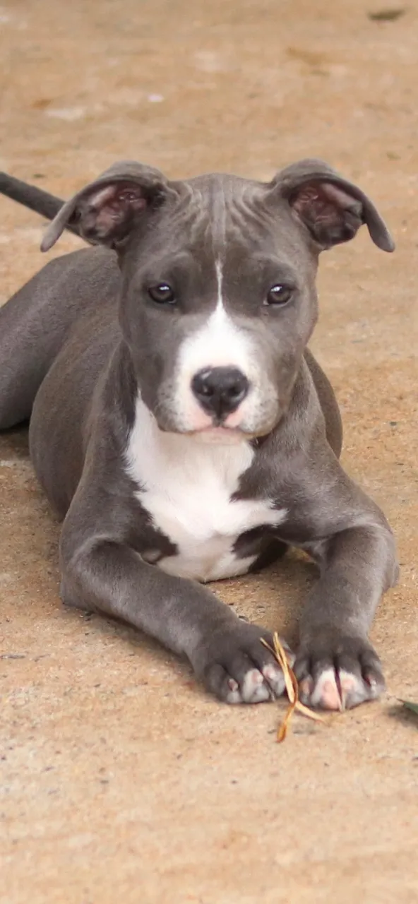 American bully fêmea ULTIMA FILHOTE DISPONÍVEL