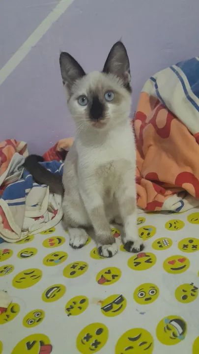 Fêmea disponível para adoção  - Foto 5