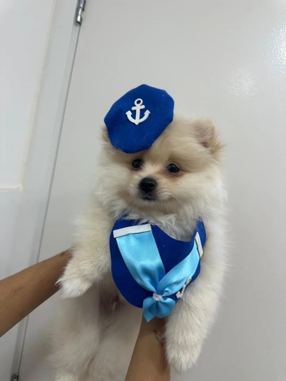 Lulu macho branco rj